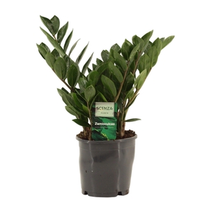 Zamioculcas Lima 12 cm Compact, 5+ veren
