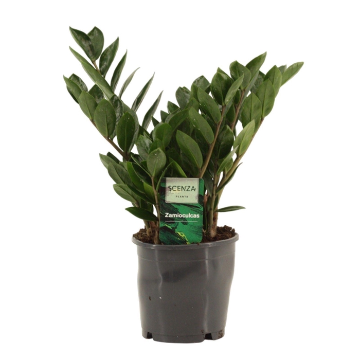 <h4>Zamioculcas Lima 12 cm Scenza 30 cm, 5+ veren</h4>