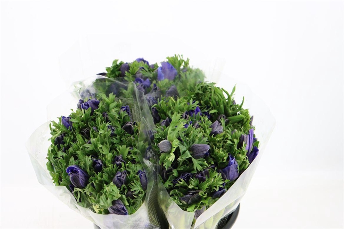 <h4>Anem Marianne Blue</h4>