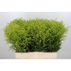 Solidago Tara Gold Buiten