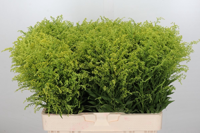 Solidago Tara Gold Buiten