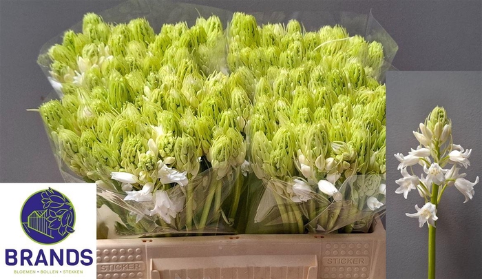 <h4>Scilla White City</h4>