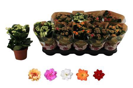 <h4>Kal Ge Ro Gem 5 Kl</h4>