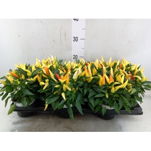 Capsicum annuum 'Joker'