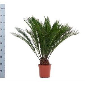 CYCAS REVOLUTA
