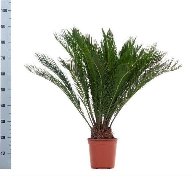 <h4>CYCAS REVOLUTA</h4>