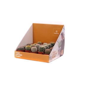 Cactus bollen 5,5 cm in showdoos your lifetime plant