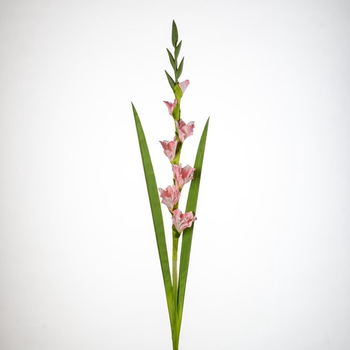 <h4>AF Gladiolus x5 L118cm pink</h4>