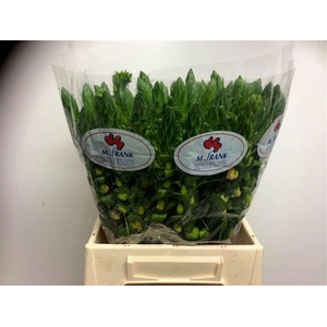 ORNIT DB SPLASH STAR