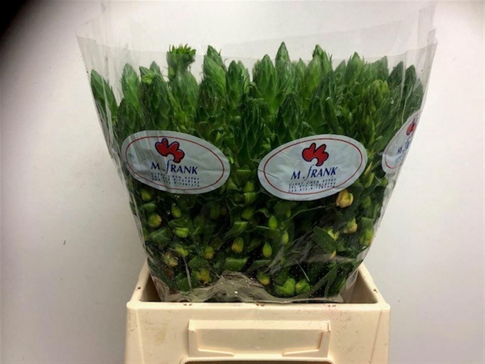 <h4>ORNIT DB SPLASH STAR</h4>