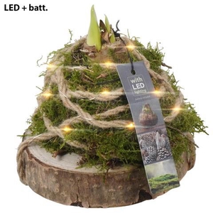 PTAA7530 Arrangement Amaryllis in mos gewikkeld met led op houten plank