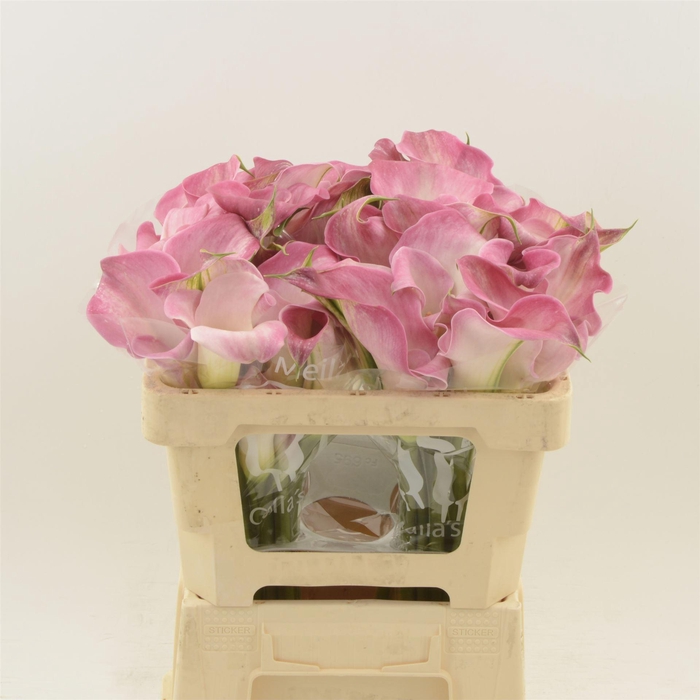 <h4>Calla Alma | Dubbelbloemig</h4>