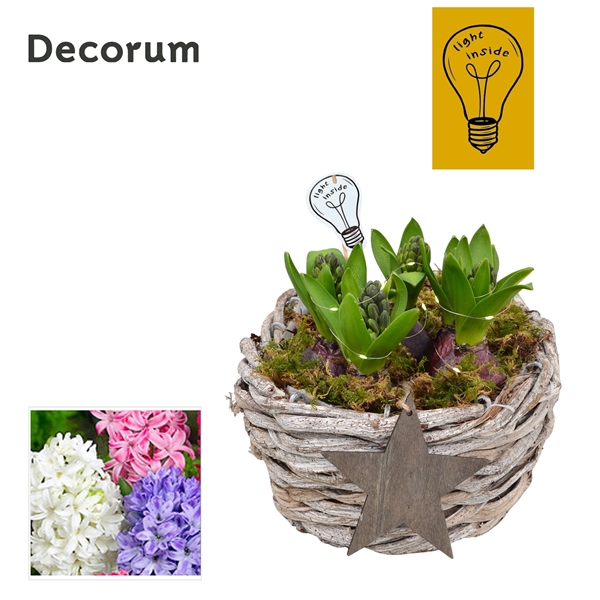 <h4>Arrangementen Hyacinthus 6%</h4>