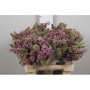 Syr V R V Horstenst 4+