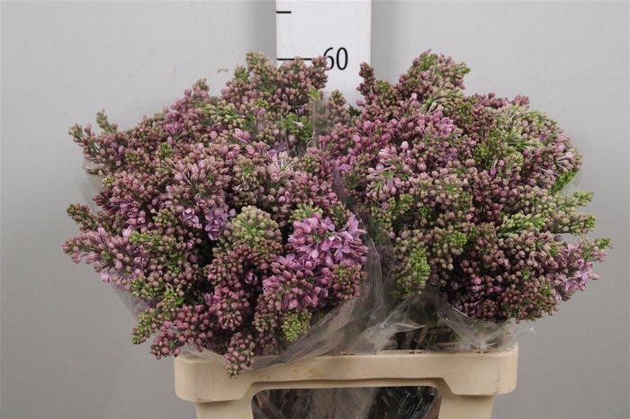 <h4>Syr V R V Horstenst 4+</h4>