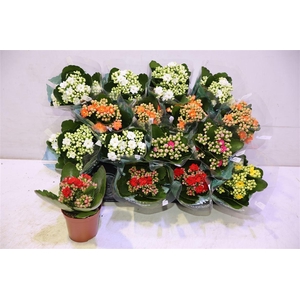 arr8 Kal Ge Ro Gem 5 Kl