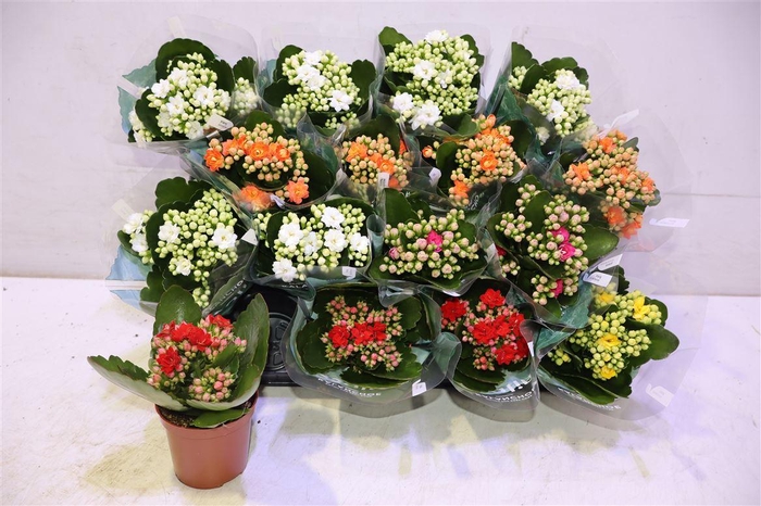 <h4>arr8 Kal Ge Ro Gem 5 Kl</h4>