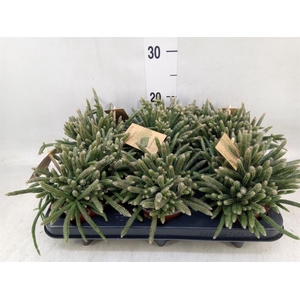 Rhipsalis baccifera subsp. horrida