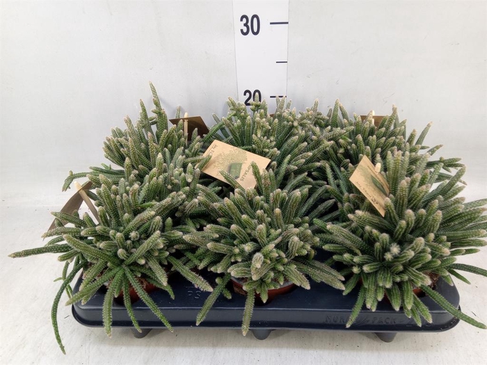 <h4>Rhipsalis baccifera subsp. horrida</h4>