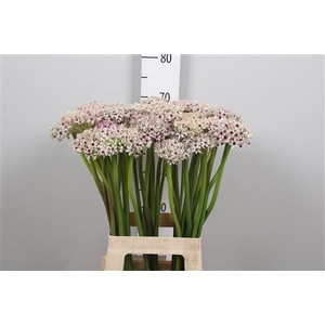 Allium Silverspring