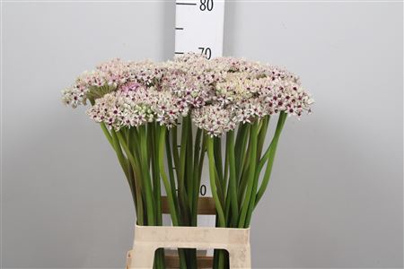 <h4>Allium Silverspring</h4>