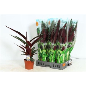 ** Strom Sa Stripestar P17 * Spring Deal *