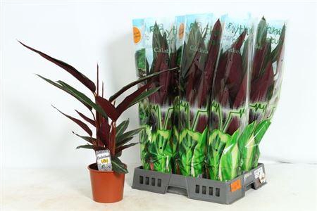 <h4>** Strom Sa Stripestar P17 * Spring Deal *</h4>