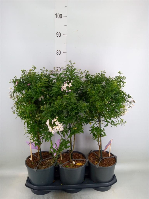 <h4>Solanum jasminoides</h4>