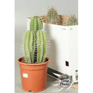 CACTUS GEM
