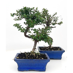 Cotoneaster horizontalis, 1gcm.