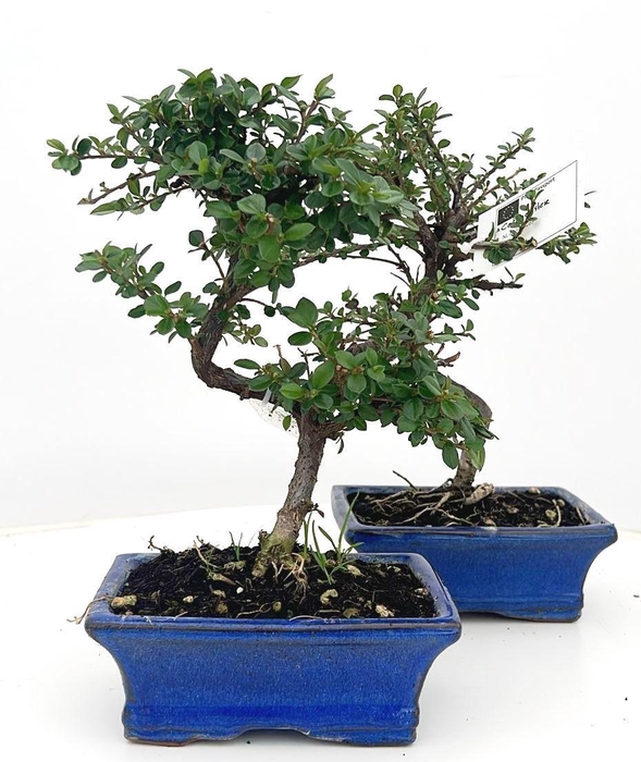 <h4>Cotoneaster horizontalis, 1gcm.</h4>