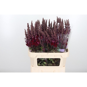 Antirrhinum Po Red
