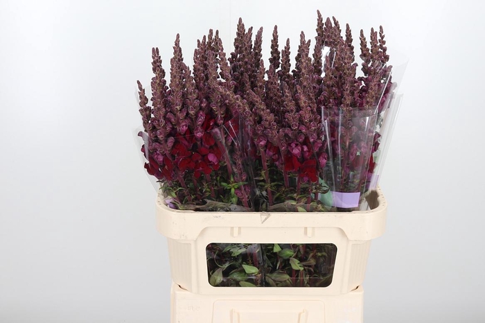 <h4>Antirrhinum Po Red</h4>
