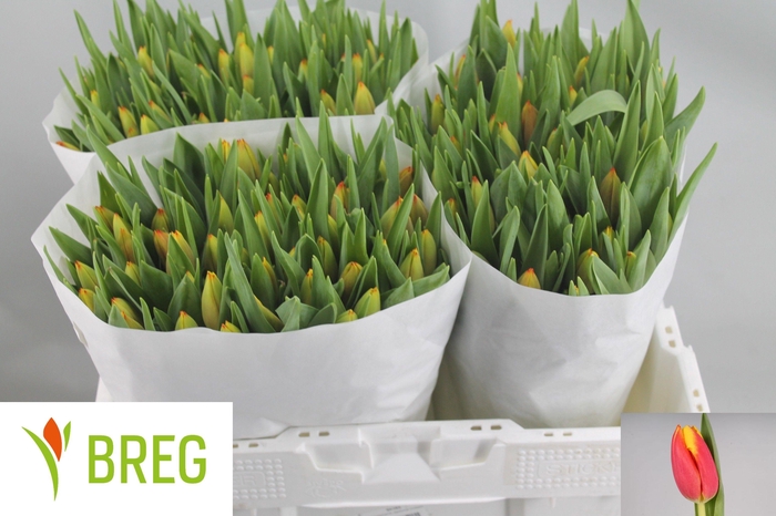 <h4>TU EN DOW JONES</h4>