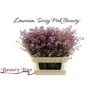 LIM SIN SEN PIN BEAU