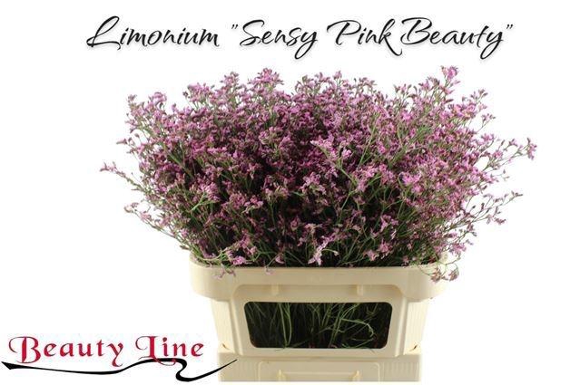 <h4>LIM SIN SEN PIN BEAU</h4>