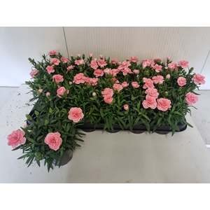DIAN OSC PINK