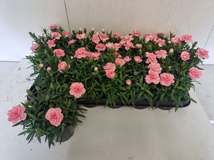 <h4>DIAN OSC PINK</h4>