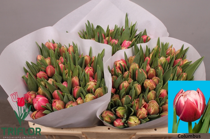 <h4>TU DU COLUMBUS</h4>