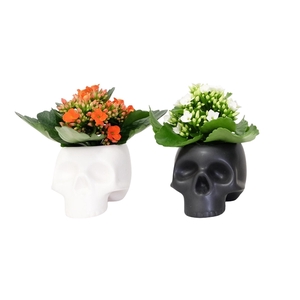 Plants For Brains with Kalanchoe