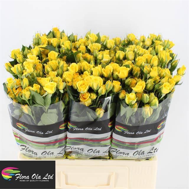 <h4>R TR YELLOW BABE</h4>