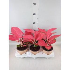 Aglaonema   ...