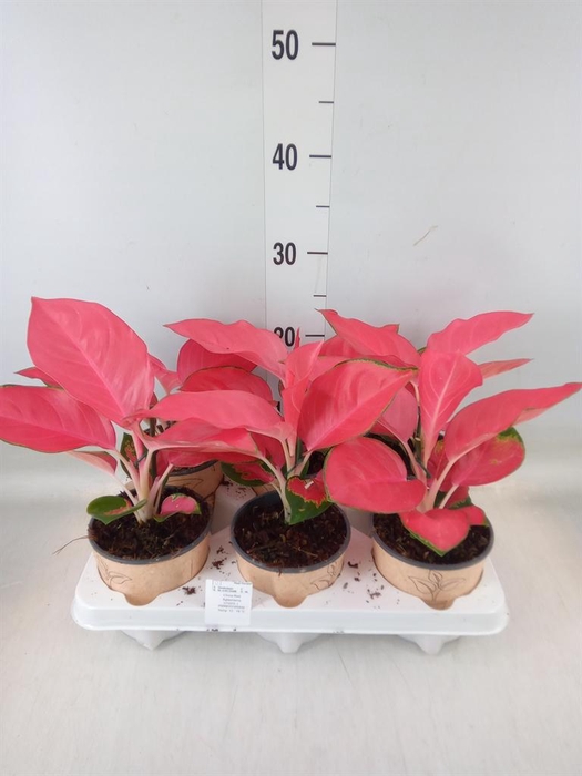 <h4>Aglaonema   ...</h4>