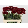 Dahlia Red Fox