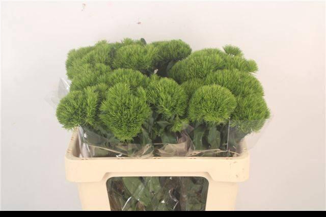 <h4>DI BARB KIWI MELLOW</h4>