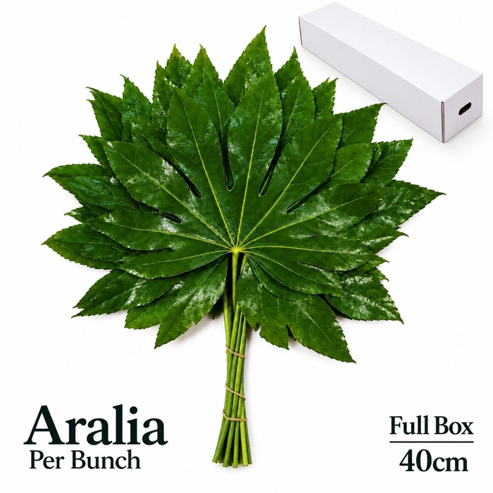 FATSIA JAPONICA BS