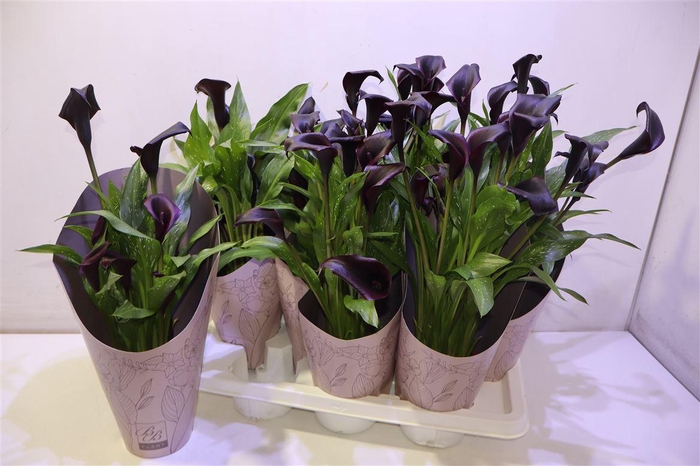 <h4>arr8 Zant Ov Black</h4>