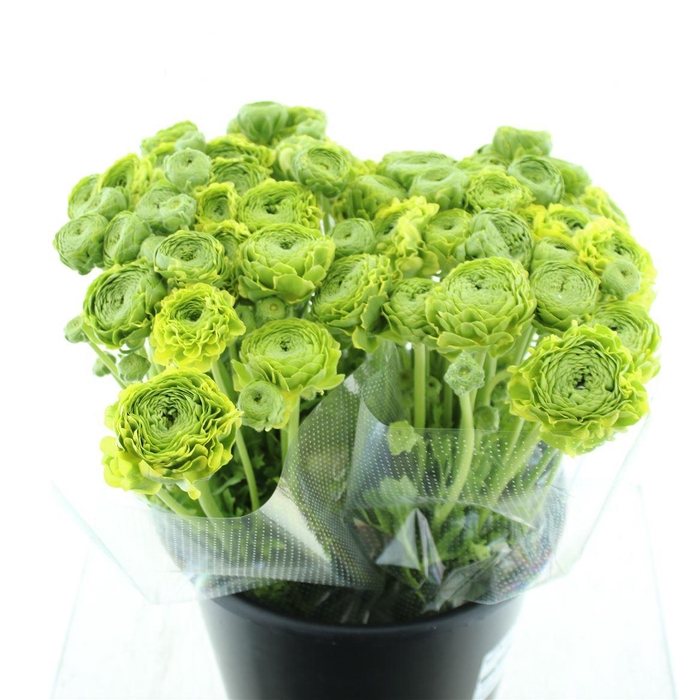 <h4>Ran Ponpon Flora Peach Extra</h4>