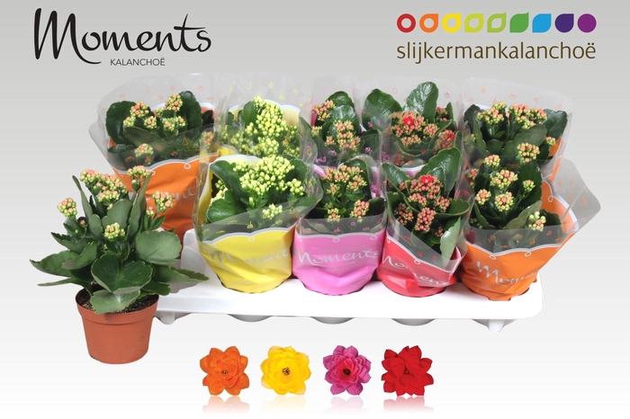 <h4>KAL GE GEM 4 KL</h4>