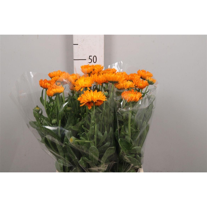 <h4>Calend Green Spot Or</h4>